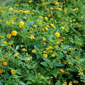 Lantana