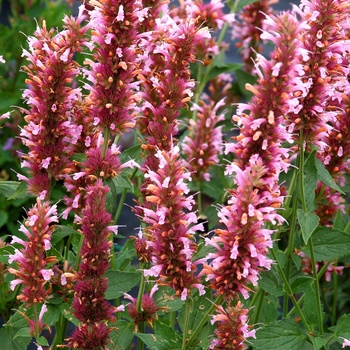 Cotton Candy Hummingbird Mint