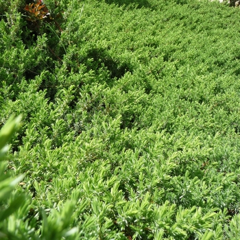 Blue Pacific Juniper Blue Pacific Juniper