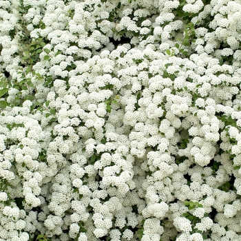 Snowmound Spirea Snowmound Spirea
