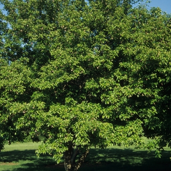 Scolopendrifolium Japanese Maple