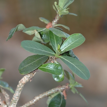 Desert Rose Desert Rose