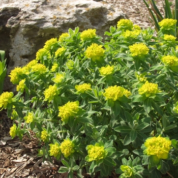 Cushion Spurge
