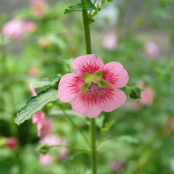 Cape Mallow Cape Mallow