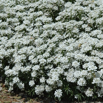 Candytuft Candytuft
