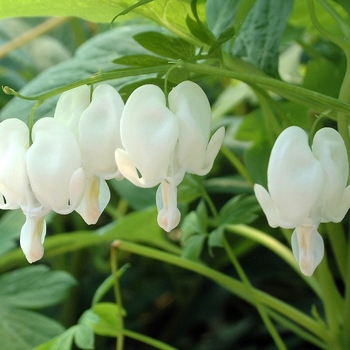 Fringed Bleeding Heart