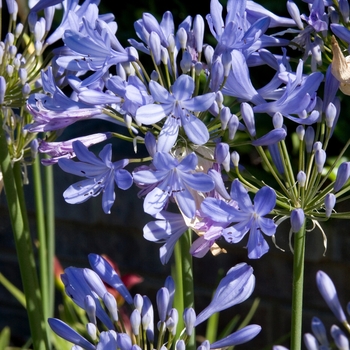 Queen Anne Lily of the Nile Queen Anne Lily of the Nile