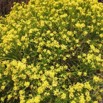 Honey Euryops Honey Euryops