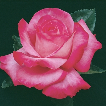 Elizabeth Taylor Rose