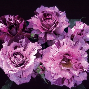 Purple Tiger Rose