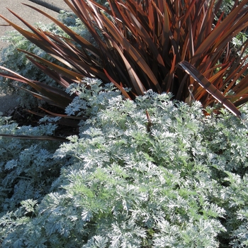 Powis Castle Artemesia Powis Castle Artemesia