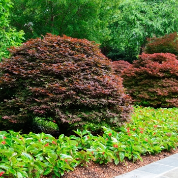 Japanese Maple