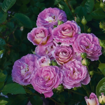 Arctic Blue Rose