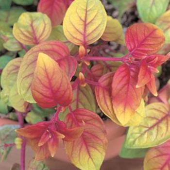 Autumnale Fuchsia Autumnale Fuchsia