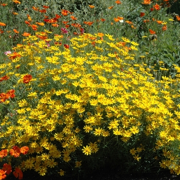 Wooly Sunflower