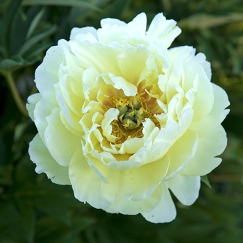 Bartzella Peony