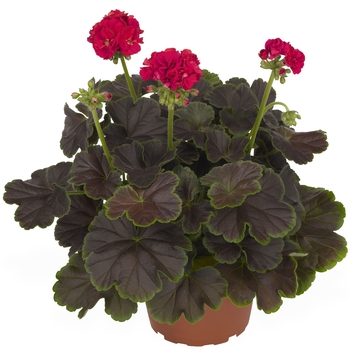 Geranium