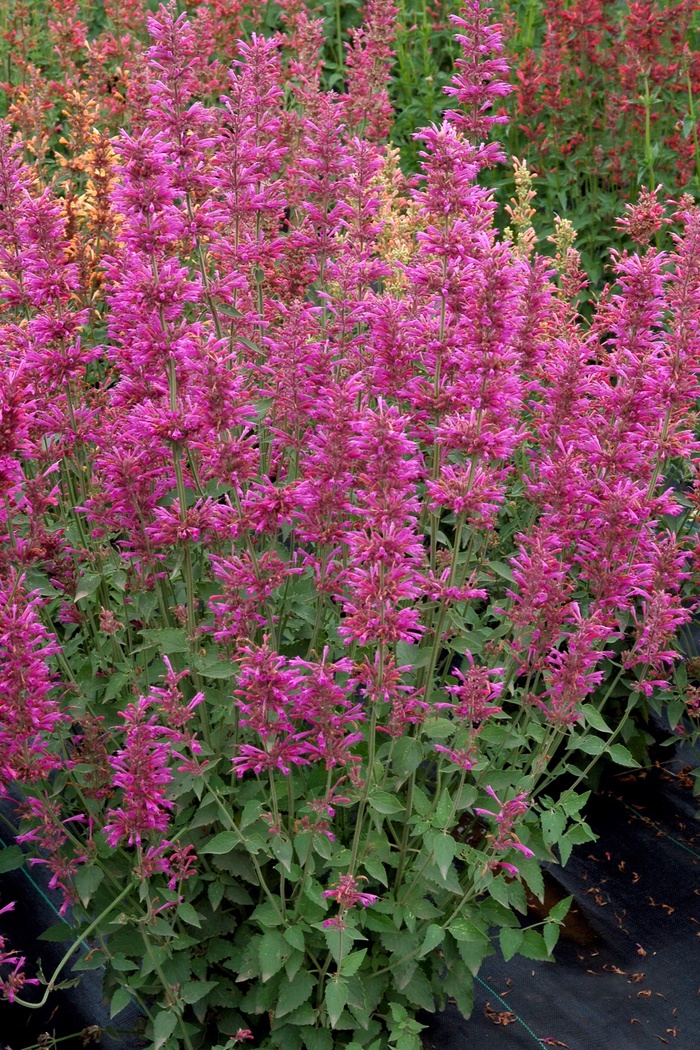 Hyssop - Agastache 'Summer Love' from Sloat Gardens Hyssop - Agastache 'Summer Love' from Sloat Gardens