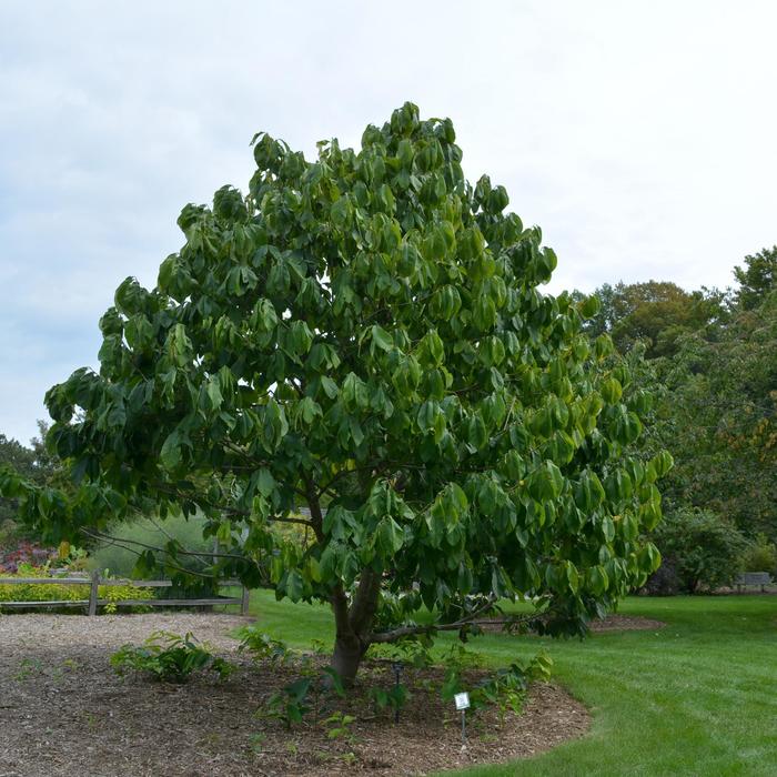 Paw Paw Tree - Asimina triloba from Sloat Gardens