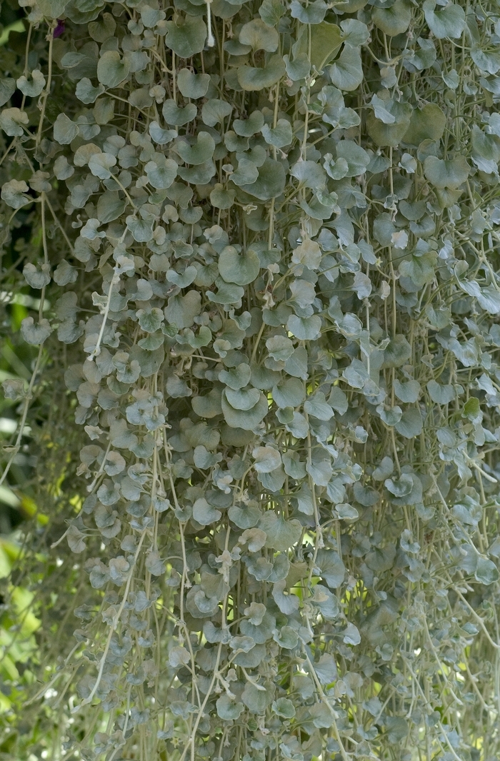 Dichondra - Dichondra repens 'Silver Falls' from Sloat Gardens Dichondra - Dichondra repens 'Silver Falls' from Sloat Gardens