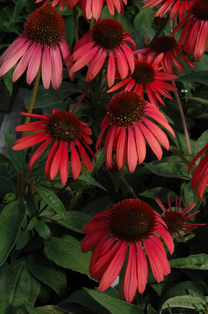 Coneflower 'Twilight' - Echinacea 'Twilight' from Sloat Gardens