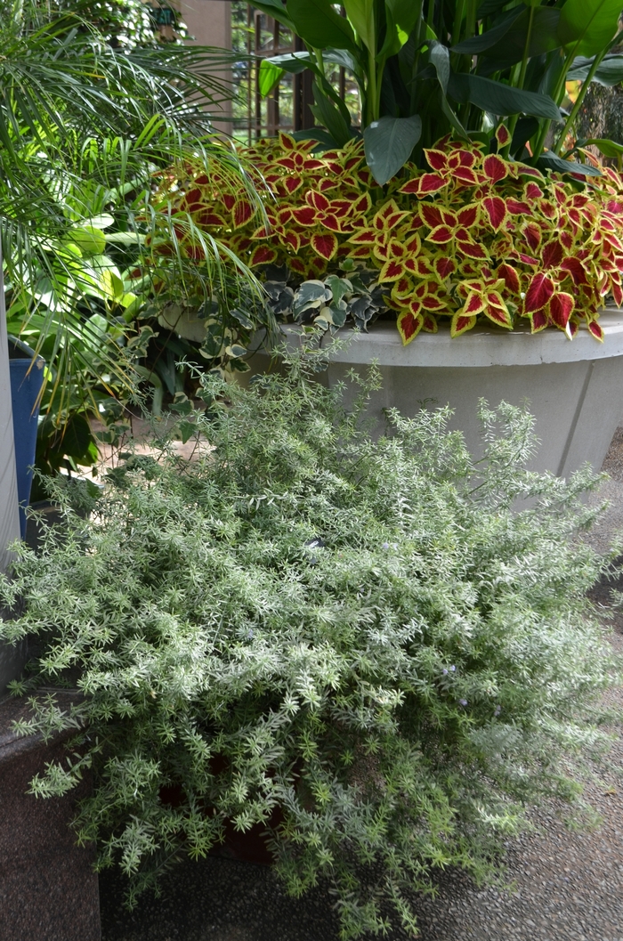 Australian Rosemary - Westringia 'Wynyabbie Highlight' from Sloat Gardens Australian Rosemary - Westringia 'Wynyabbie Highlight' from Sloat Gardens