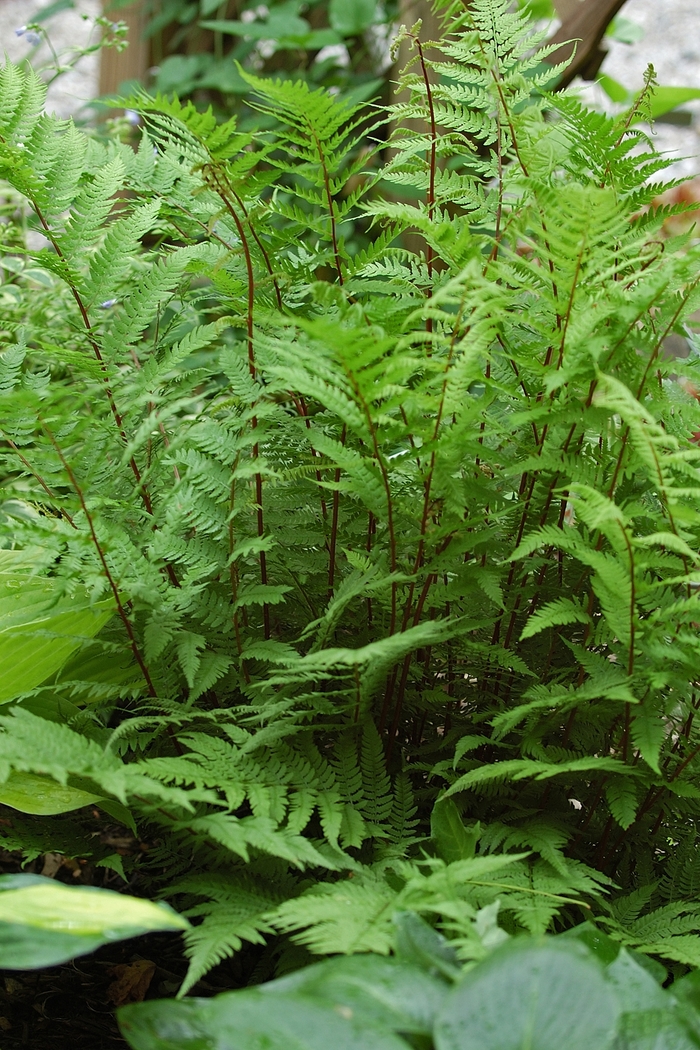 Red Lady Fern - Athyrium filix-femina 'Lady in Red' from Sloat Gardens