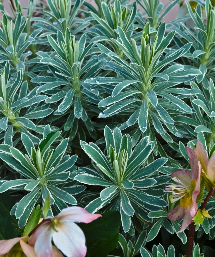 Glacier Blue Euphorbia - Euphorbia characias 'Glacier Blue' from Sloat Gardens