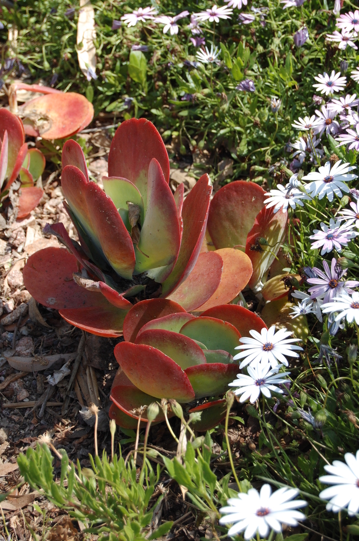 Paddle Plant - Kalanchoe thrysiflora from Sloat Gardens