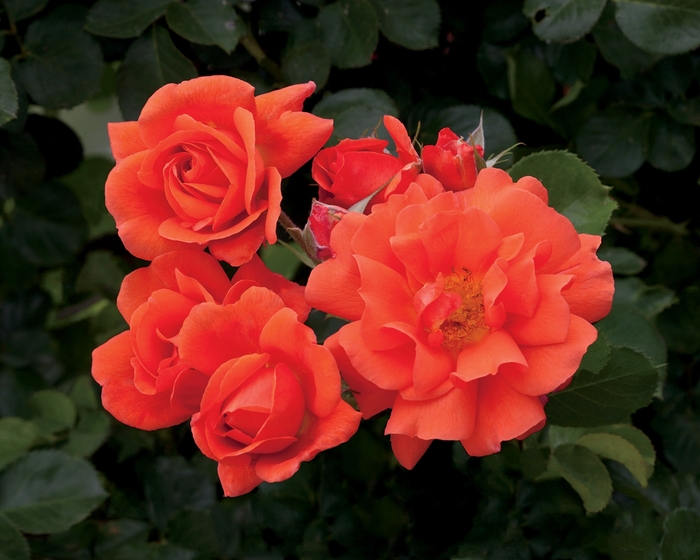 Above All Climbing Rose - Rosa Climbing 'Above All' from Sloat Gardens