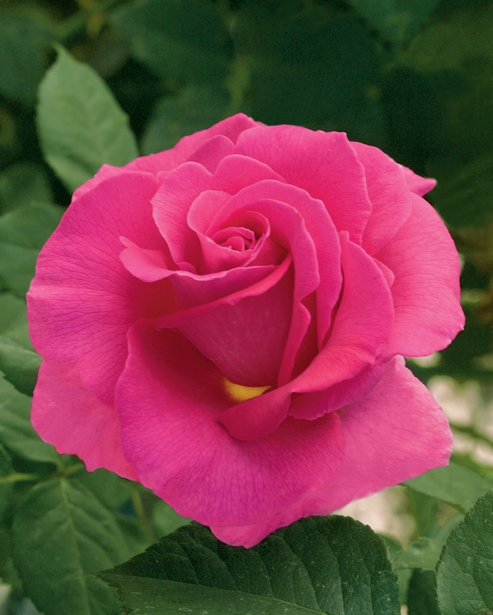 Gentle Giant Rose - Rosa Hybrid Tea 'Gentle Giant' from Sloat Gardens