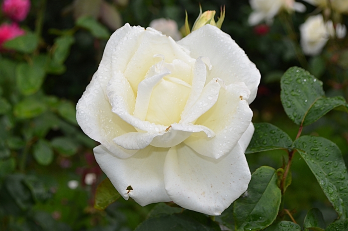 Honor Rose - Rosa Hybrid Tea Honor from Sloat Gardens