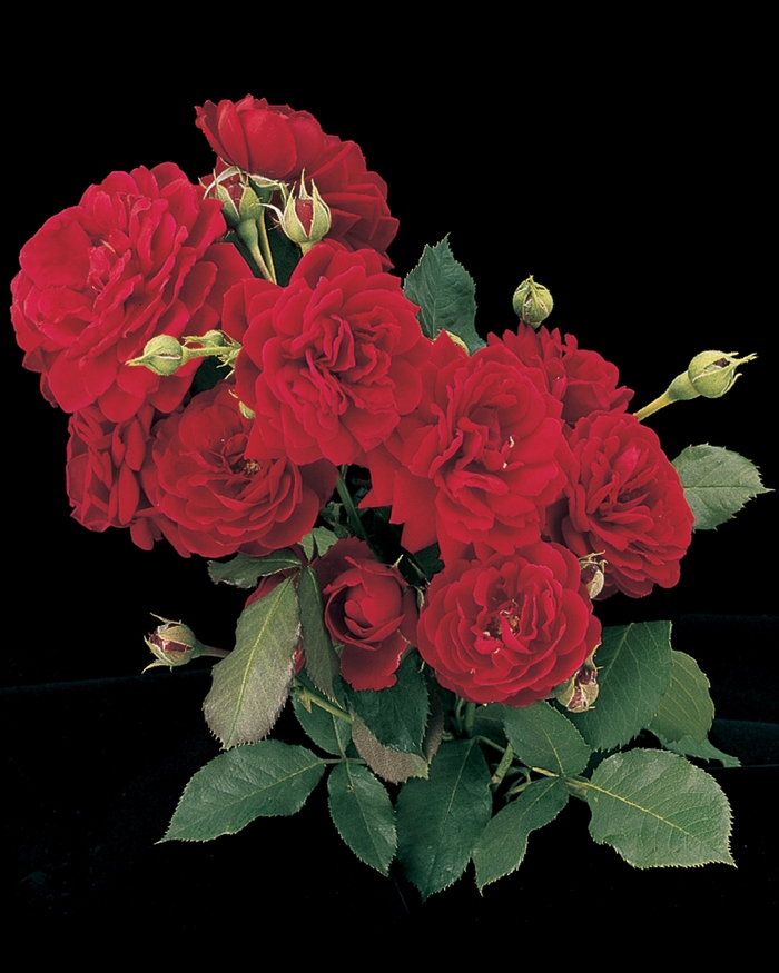 All Ablaze Rose - Rosa Climber 'All Ablaze' from Sloat Gardens