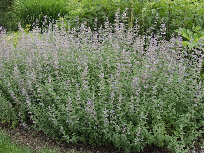 Catmint - Nepeta x faassenii 'Six Hill's Giant' from Sloat Gardens Catmint - Nepeta x faassenii 'Six Hill's Giant' from Sloat Gardens