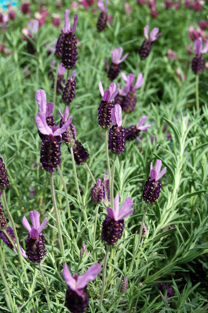 Butterfly Lavender - Lavandula stoechas 'Otto Quast' from Sloat Gardens Butterfly Lavender - Lavandula stoechas 'Otto Quast' from Sloat Gardens