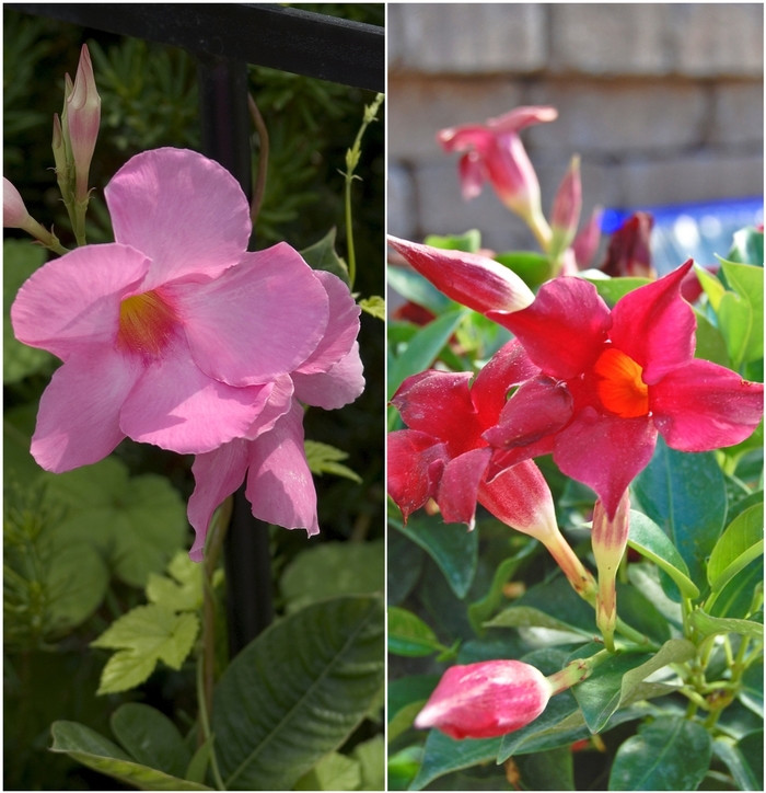 Mandevilla - Mandevilla sanderi 'Multiple Varieties' from Sloat Gardens