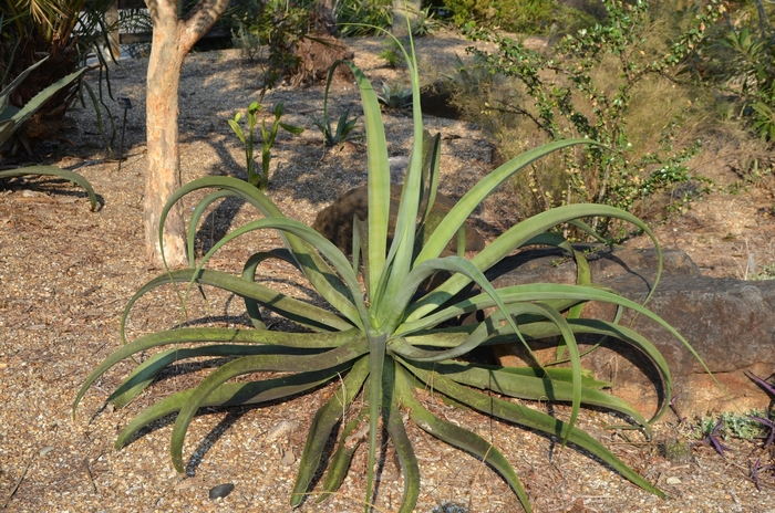 Octopus Agave - Agave vilmoriana from Sloat Gardens