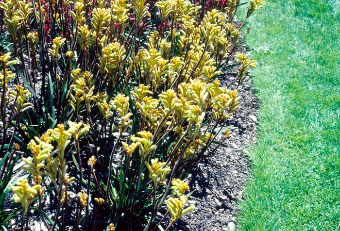 Kangaroo Paw - Anigozanthos hybrid 'Bush Nugget' from Sloat Gardens
