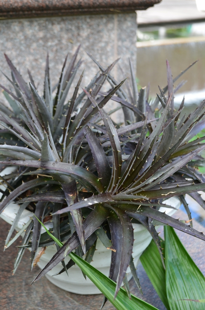 Dyckia - Dyckia 'Burgundy Ice' from Sloat Gardens