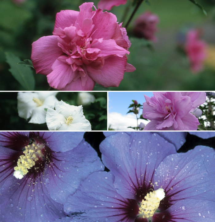 Hibiscus syriacus- Rose of Sharon - Multiple Varieties from Sloat Gardens
