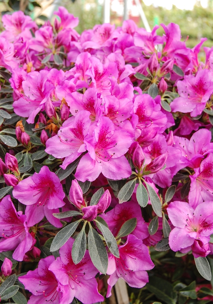 Phoenicia Azalea (Formosa) - Azalea indica 'Phoenicia' from Sloat Gardens