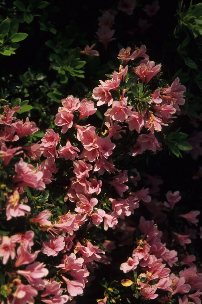 Coral Bells Azalea - Azalea kurume hybrid 'Coral Bells' from Sloat Gardens