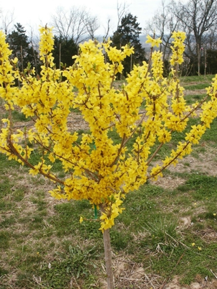 Spring Glory Forsythia - Forsythia x intermedia 'Spring Glory' from Sloat Gardens