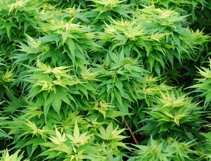 Mikawa Yatsubusa Japanese Maple - Acer palmatum 'Mikawa Yatsubusa' from Sloat Gardens Mikawa Yatsubusa Japanese Maple - Acer palmatum 'Mikawa Yatsubusa' from Sloat Gardens