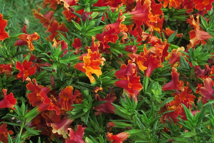 Monkey Flower - Mimulus pucineus from Sloat Gardens