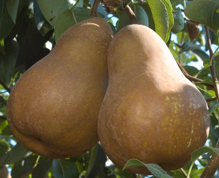 Bosc Pear - Pyrus communis 'Bosc' from Sloat Gardens