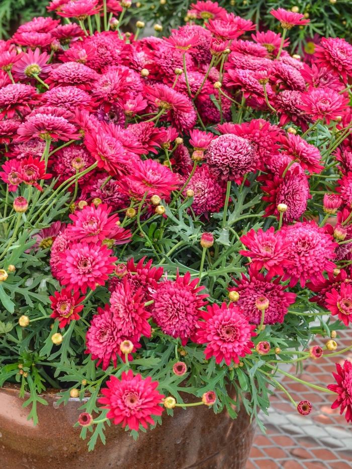 Marguerite Daisy - Argyranthemum frutescens 'Crested Merlot' from Sloat Gardens