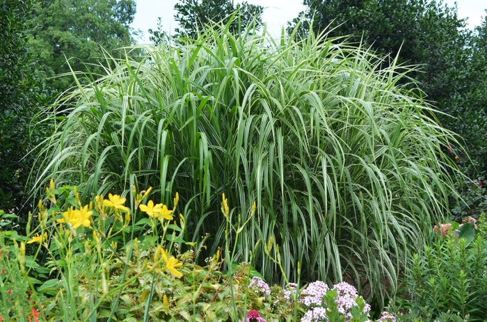 Maiden Grass - Miscanthus sinensis 'Cosmopolitan' from Sloat Gardens