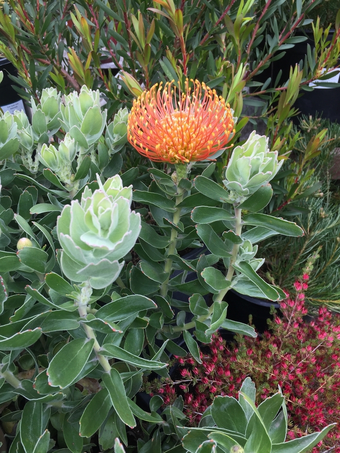 Pincushion - Leucospermum cordifolium 'Vlam' from Sloat Gardens