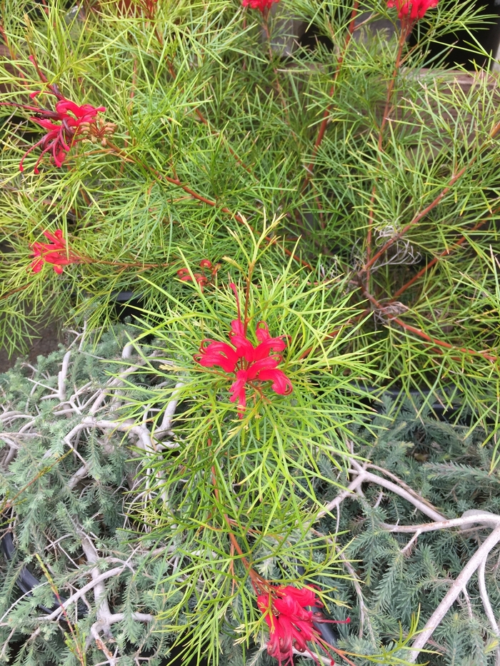 Bonfire Grevillea - Grevillea 'Bonfire' from Sloat Gardens Bonfire Grevillea - Grevillea 'Bonfire' from Sloat Gardens